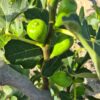 higo verde ecológico