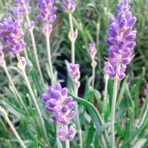 Aceite esencial de Lavandino Abriailis