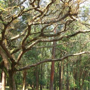 Aceite esencial de Copaiba Destilada