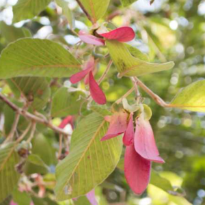 Aceite esencial Gurjun Light 30-40%